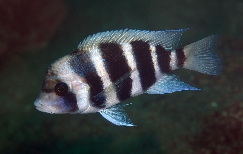 Cyphotilapia gibberosa 'Katondo Point'